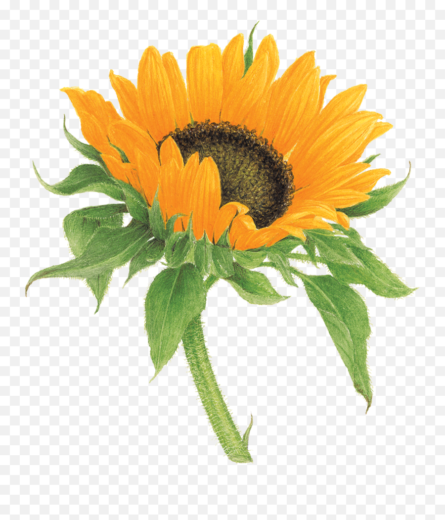Sunflower - Tattly Png,Watercolor Sunflower Png