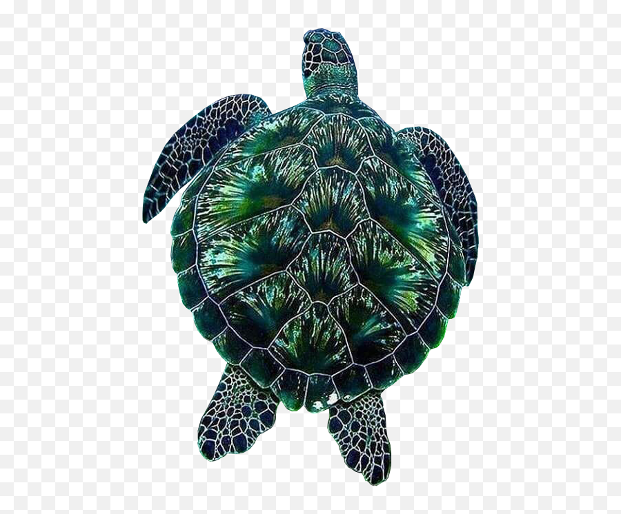 Psbattle A Jewel In The Sea Rphotoshopbattles - 2 Green Sea Turtle Png,Iveron Icon
