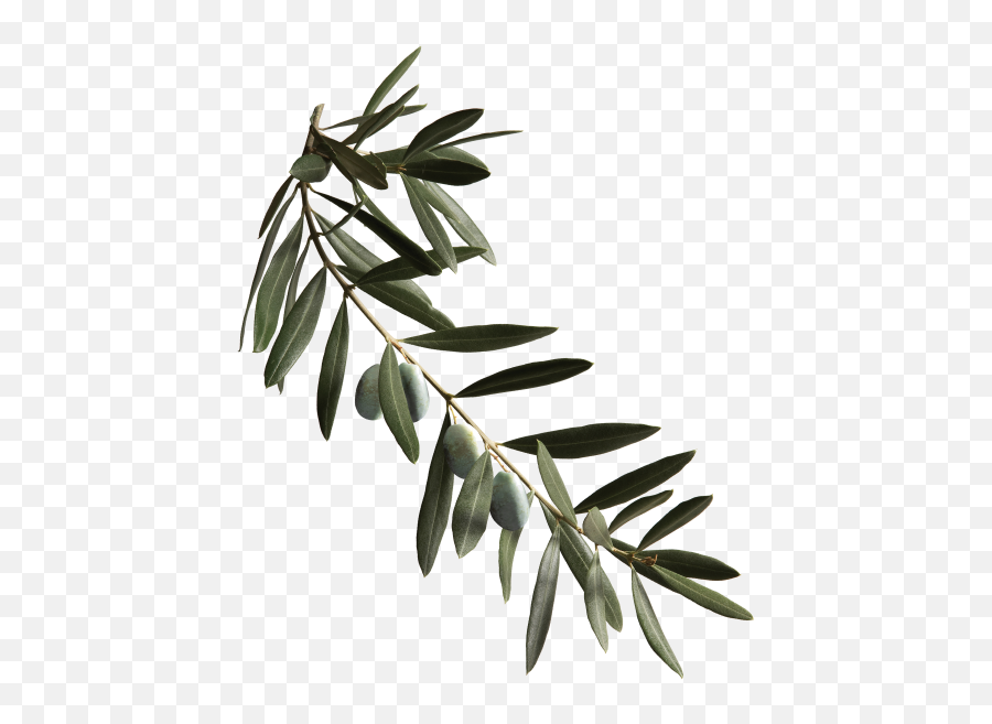 Collagen Blend U2013 Nurished Png Olive Leaf Icon