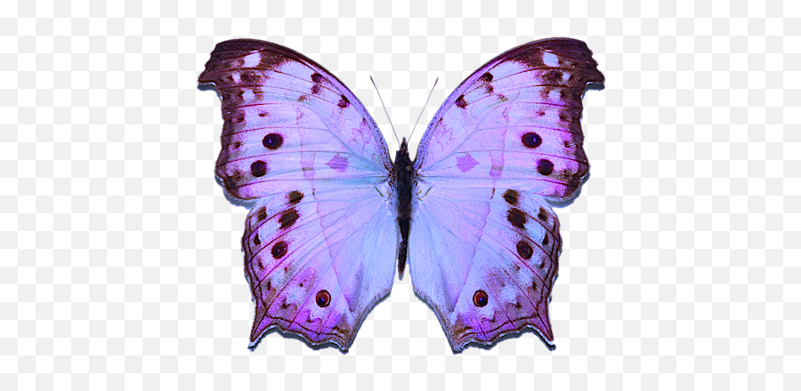 Pin By Chloërene Tv - Protogoniomorpha Parhassus Png,Purple Butterfly Png