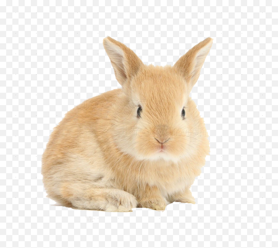 Rabbit Png Transparent Collections - Transparent Baby Rabbit Png,Rabbit Transparent Background