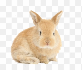 Rabbit Png Transparent Collections - Baby