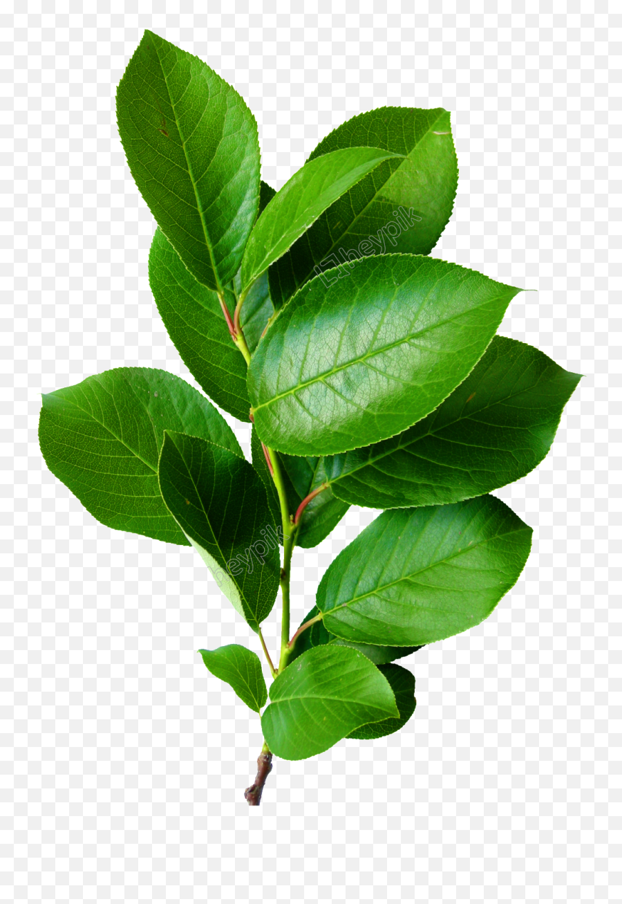 Download Leaves Png Brunch Tree Green Color Hd Transparent - De Hojas Verdes Png,Hojas Png