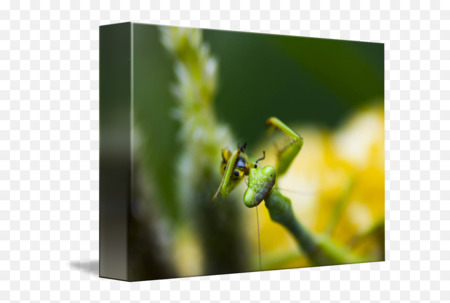 Praying Mantis Eating Prey By Richard Wood - Ant Png,Mantis Png