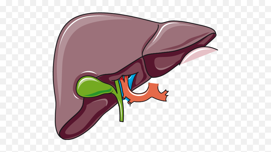Liver And Gallbladder - Liver And Gallbladder Clipart Png,Liver Png