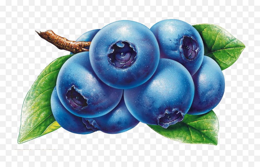 Blueberries Icon - Blueberry Drawing Png,Blueberries Png