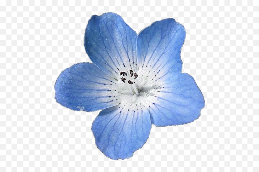 Blue Flower Png - Blue Flower Png,Blue Flower Transparent Background