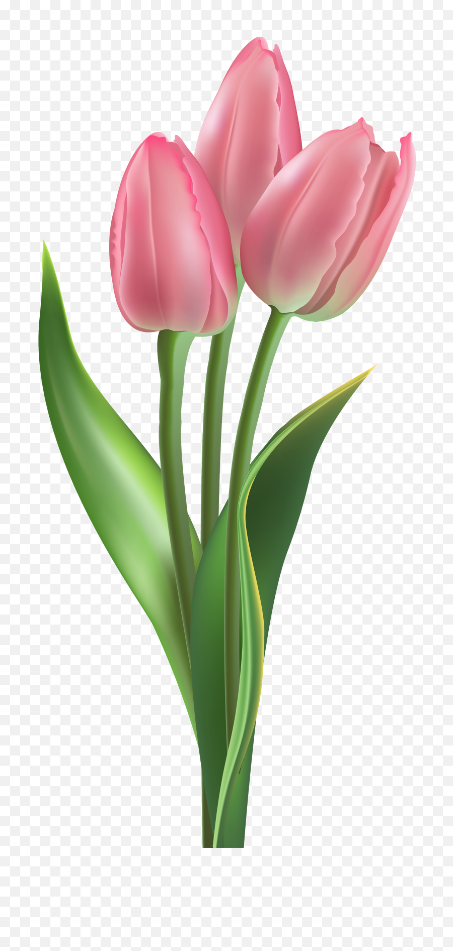 Soft Pink Tulips Png Clipart Image - Pink Tulip Flower Png,Tulip Png