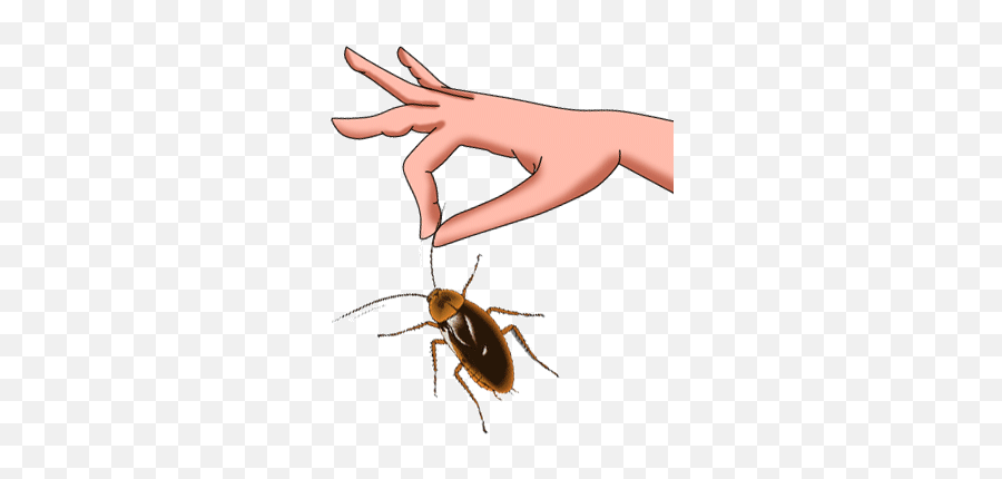 Know About The Best Cockroach Pest Control Service - Pest Control Png,Cockroach Transparent