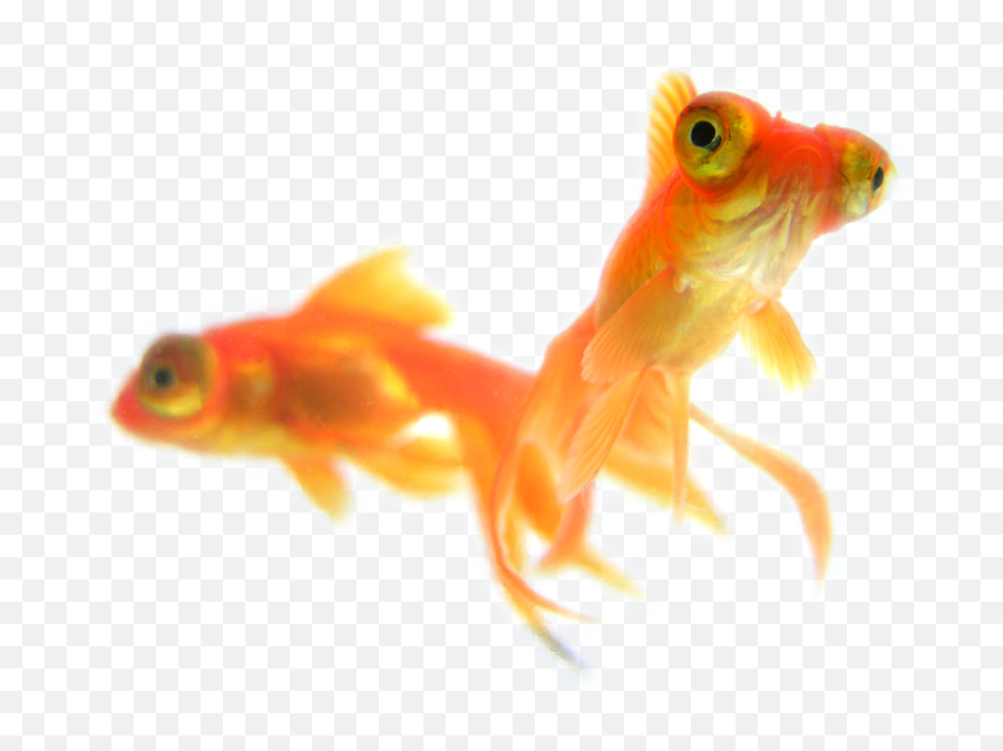 Goldfish Background - Madelineu0027s Paws U0026 Claws Pet Sitting Gold Fish Png,Goldfish Transparent Background