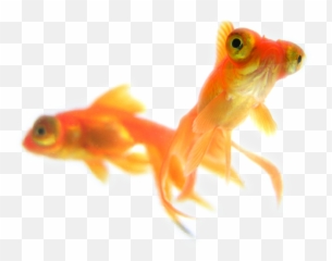Goldfish Background - Madelineu0027s Paws u0026 Claws Pet Sitting png