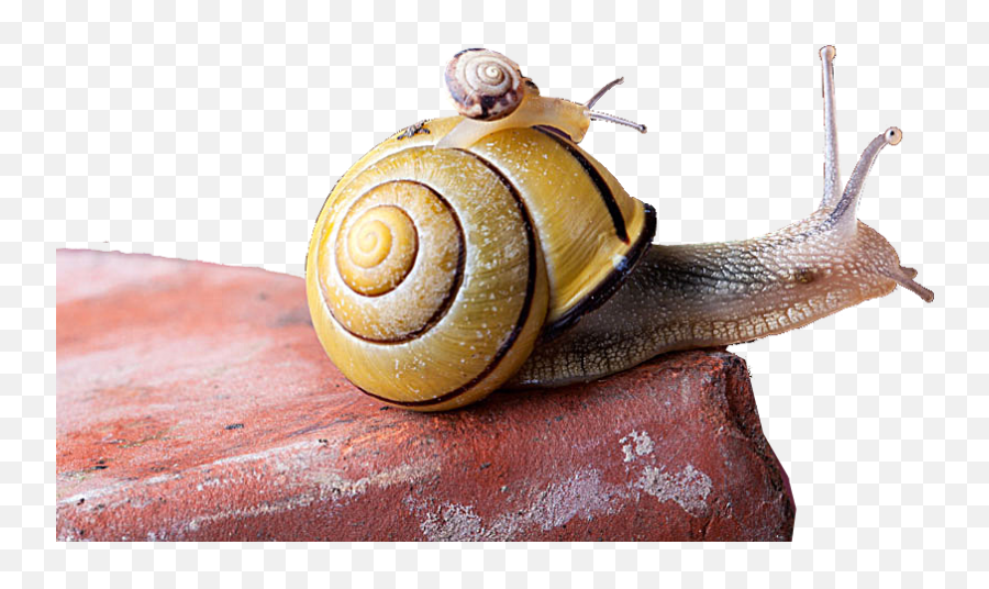 Snail Euclidean Vector - Snail Creative Png Download 1000 Pet Snail,Snail Transparent