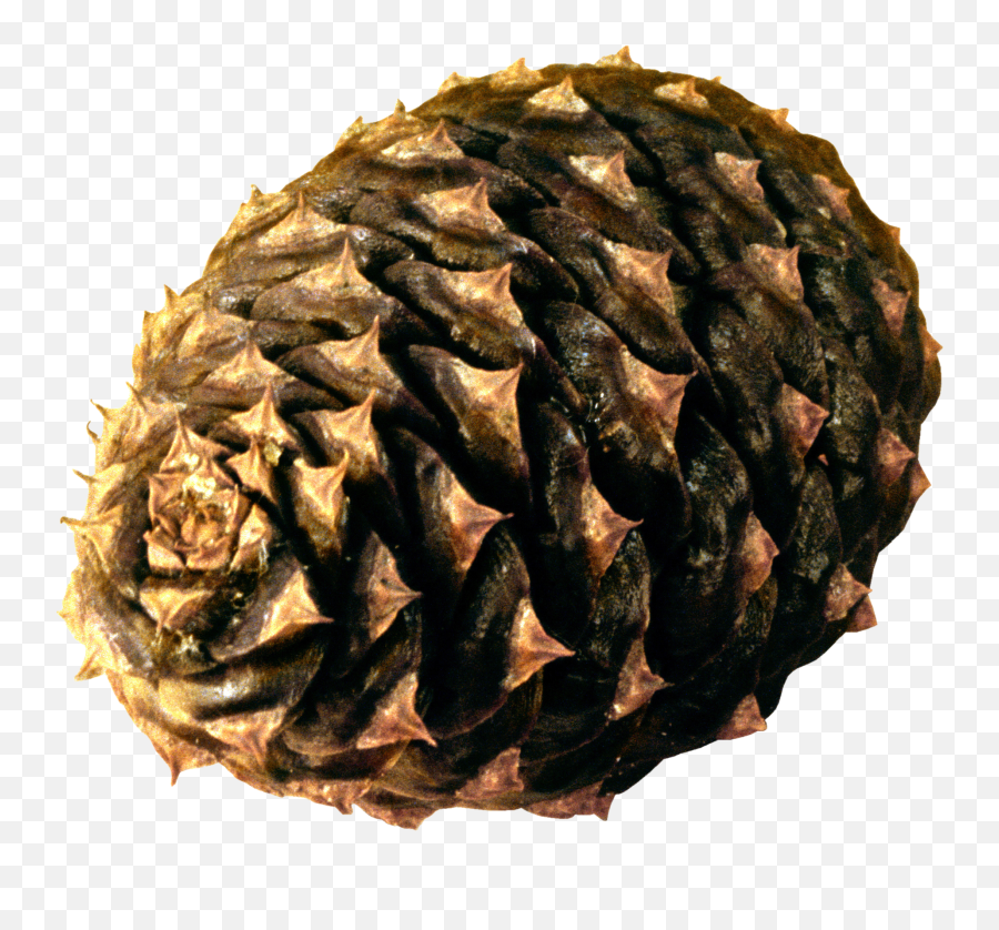Pine Cone Png