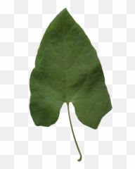 Big Green Leaf - Maidenhair Tree png