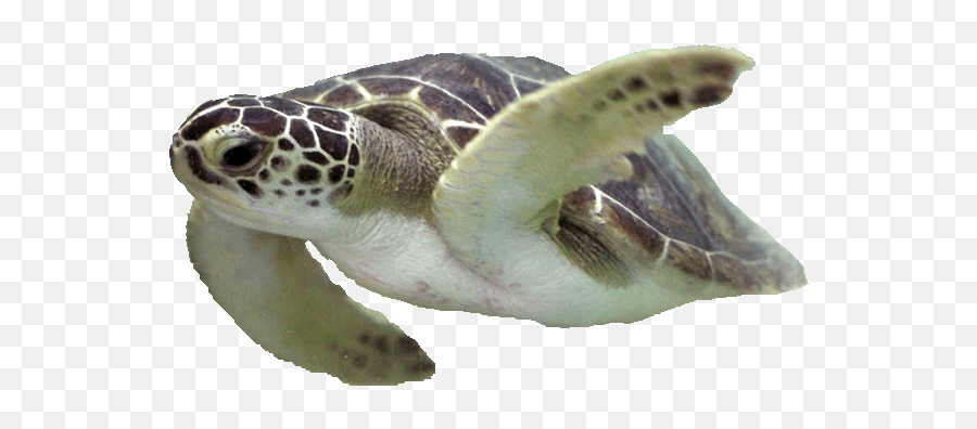 Explore And Learn Sea Turtle Exploration - Ridley Sea Turtle Transparent Png,Turtle Transparent Background