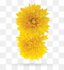 Download Indian Chrysanthemum - Indian Chrysanthemum Flower Png,Chrysanthemum Png