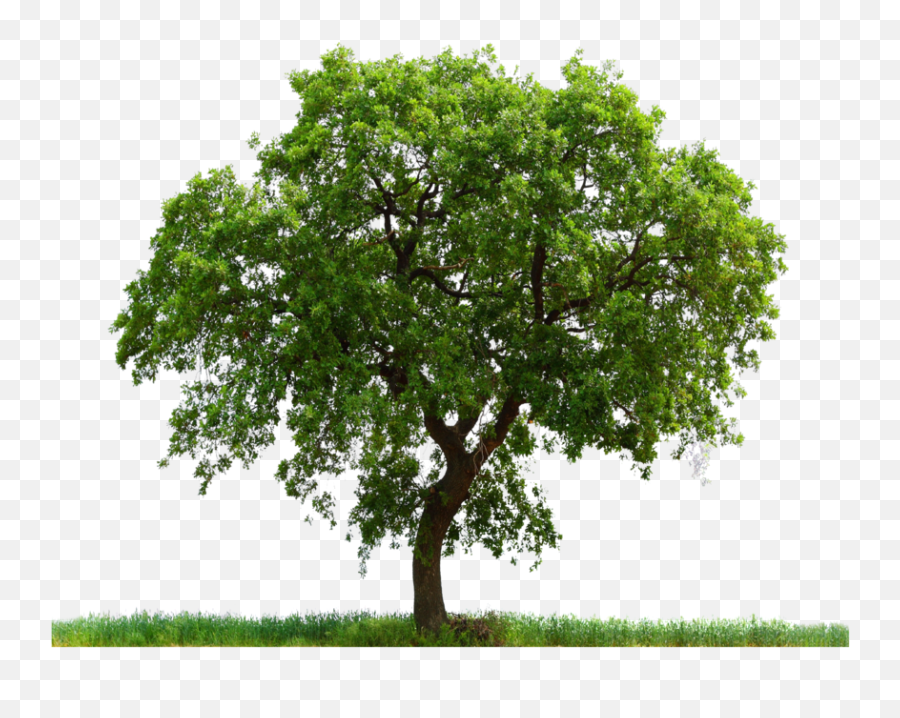 Large Tree With Grass Png Image - Purepng Free Transparent Oak Tree Photoshop,Grass Png