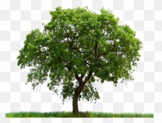 Large Tree With Grass Png Image - PurePNG Free transparent Oak Photoshop