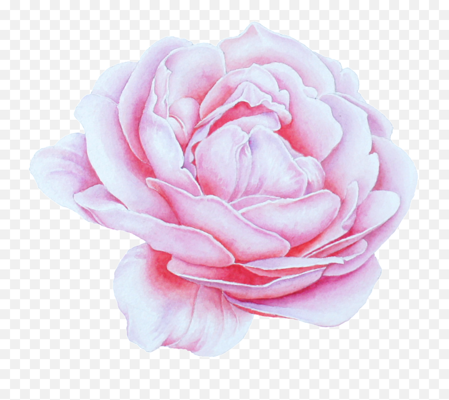 Blooming Peony Flower Png Transparent - Portable Network Lovely,Peony Transparent