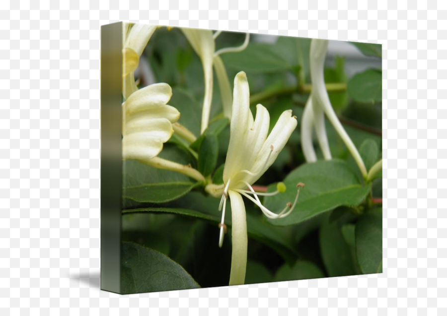 Honeysuckle By Helen Neely - Common Honeysuckle Png,Honeysuckle Png