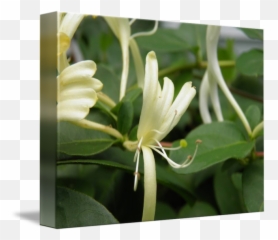 Honeysuckle By Helen Neely - Common Honeysuckle Png,Honeysuckle Png