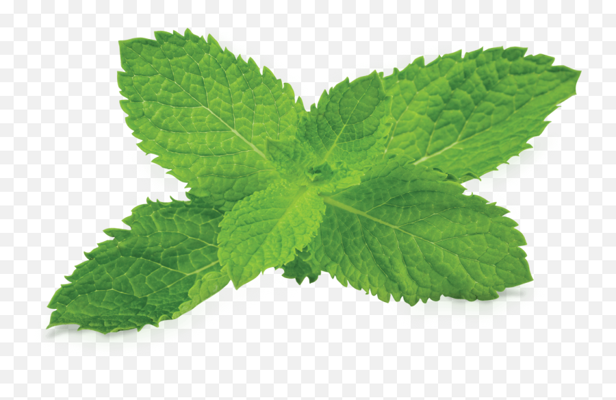 Peppermint Clipart Mint Leaves - Mint Leaves Png Transparent,Mint Leaves Png