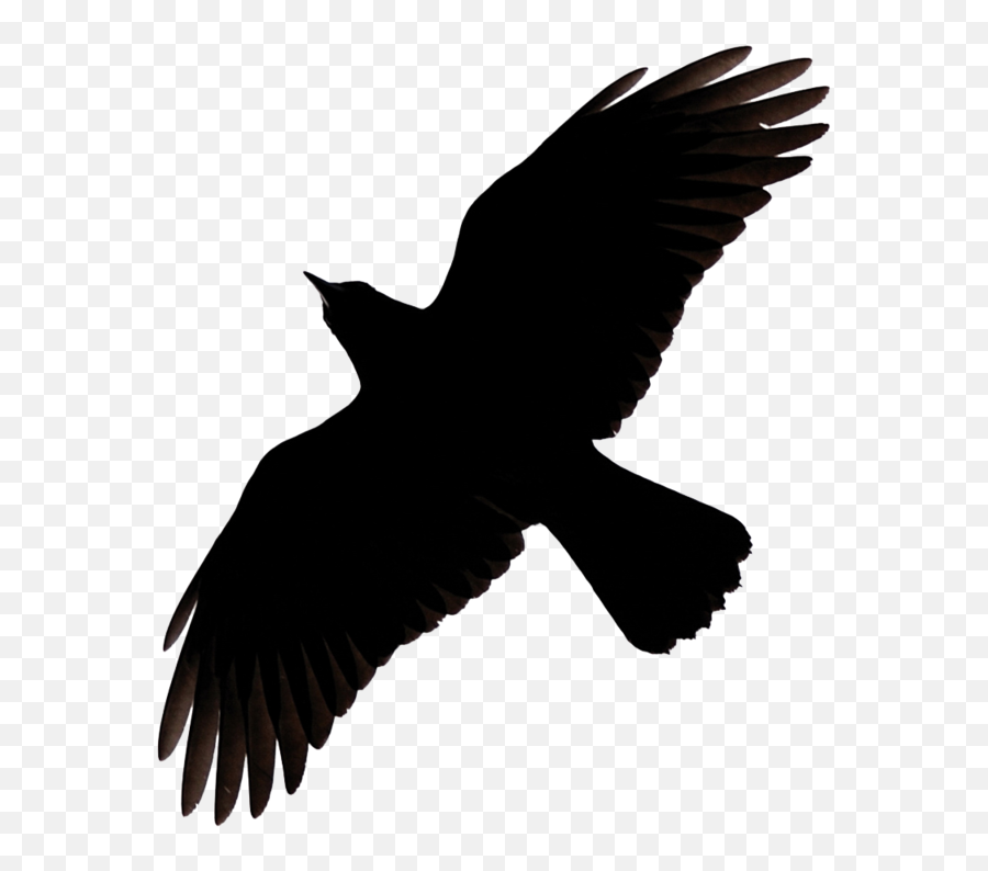 Raven Flying Png Image - Flying Raven Clipart,Raven Transparent Background