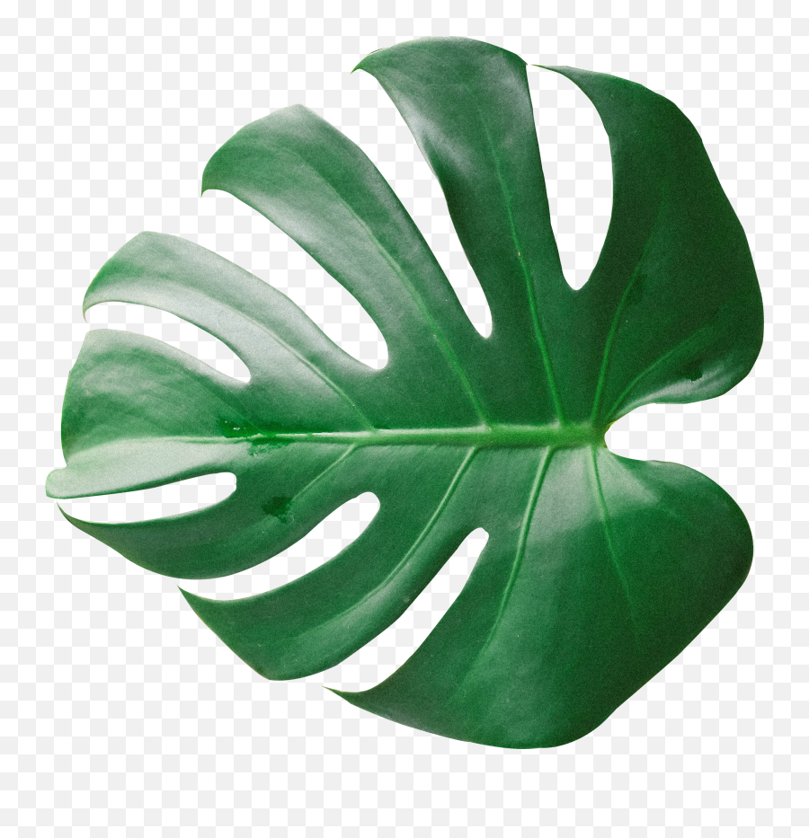 Green Palm Leaf Png Tree Leaves