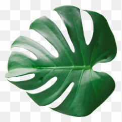 Green Palm Leaf Png