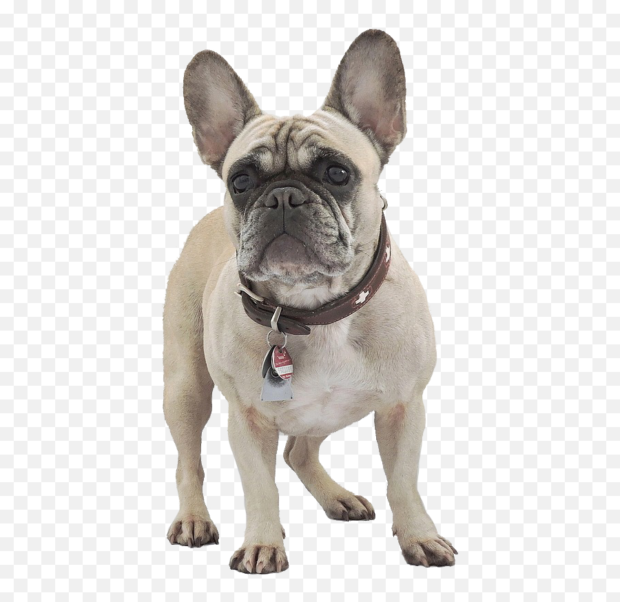 French - Bulldog Vp Ranch French Bulldog Tail Pocket Png,French Bulldog Png