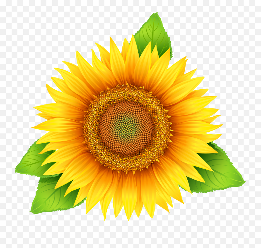Sunflower Png Image - Purepng Free Transparent Cc0 Png Sunflower Clipart With Leaves,Transparent Sunflowers