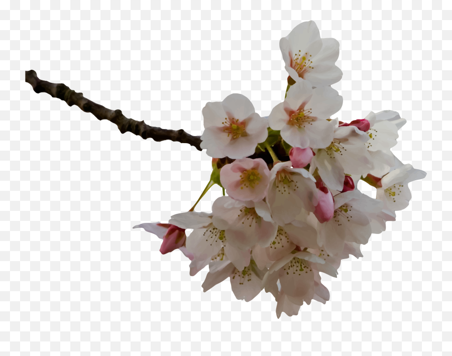 Png V - Cherry Blossom Prunus Png,Cherry Blossom Branch Png