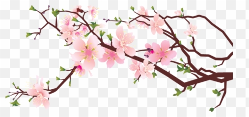 Cherry Blossom Png Transparent - Art