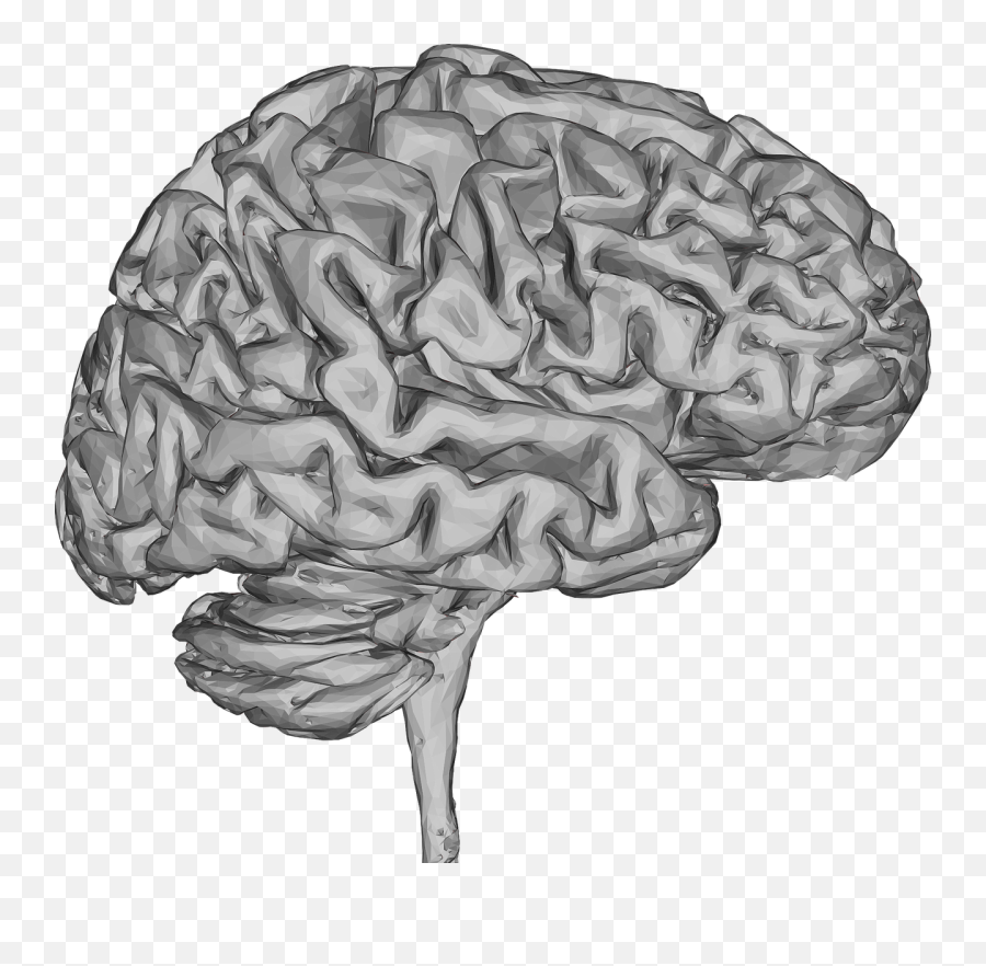 Human Brains Reorganise Experiences While Resting To Find - 3d Sketch Of Brain Png,Human Brain Png