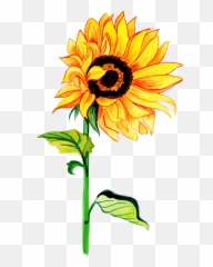 Free Png Watercolor Floral - Konfest