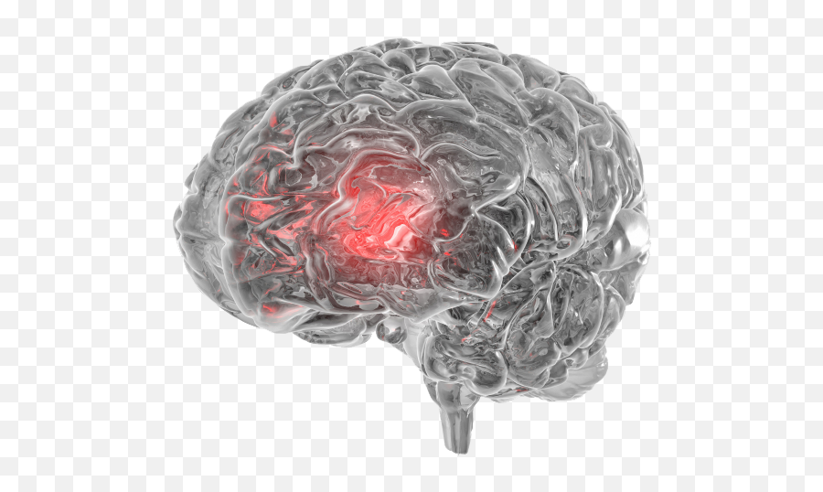 Brain2 - Astrocyte Pharmaceuticals Brain Stroke White Background Png,Brain Transparent Background