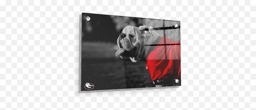 Georgia Bulldogs - Uga Poised College Wall Art Png,Boxer Dog Icon