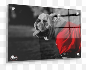 Georgia Bulldogs - Uga Poised College Wall Art png