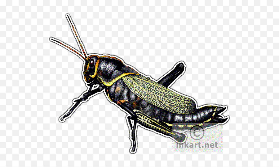 Horse Lubber Grasshopper Decal - Grasshopper Png,Grasshopper Png