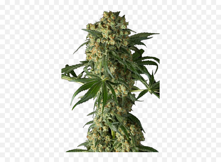 Download Weed Plant Png