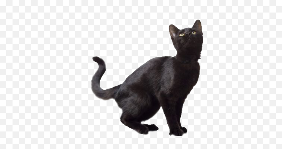 Black Cat Image Png Transparent 30373 - Free Icons And Png Transparent Background Black Cat Transparent,Cats Transparent