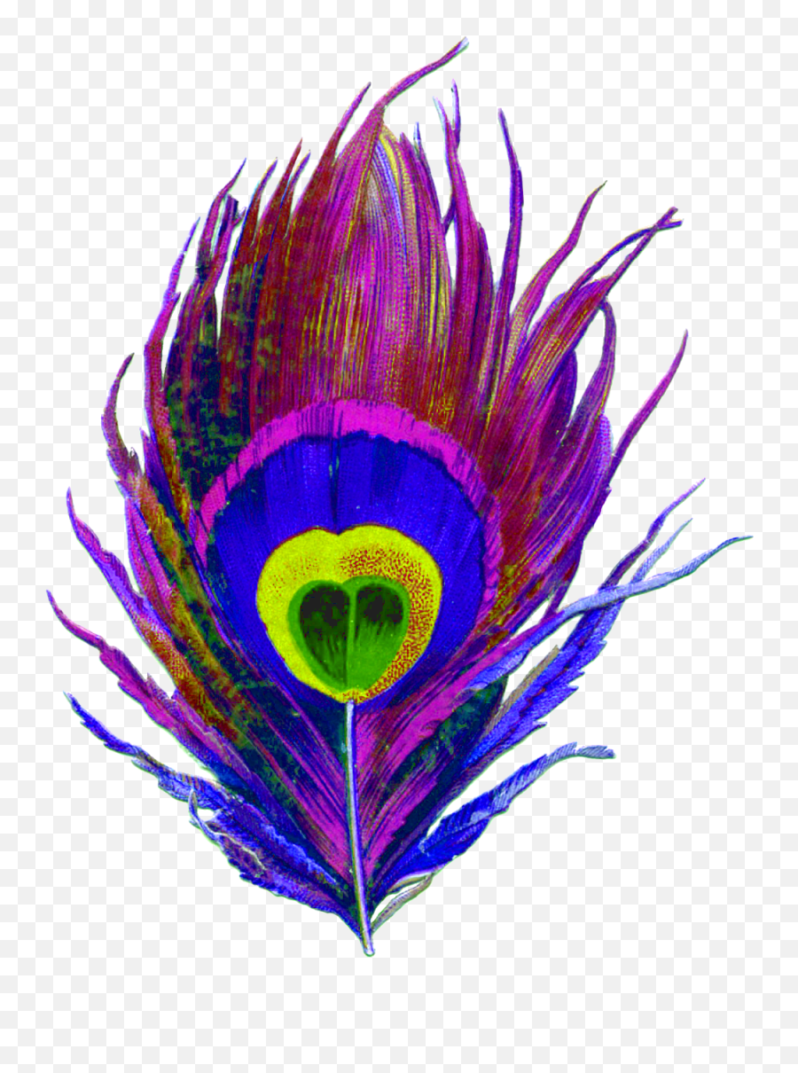 Download Peacock Feather Free Png Transparent Image And Clipart - Colorful Peacock Feather Png,Peacock Png
