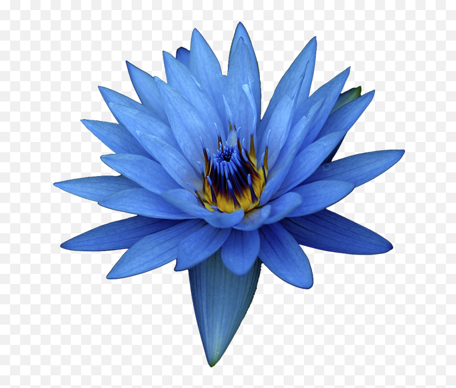 Blue Egyptian Water Lily - Blue Lotus Flower Png,Blue Flower Transparent Background