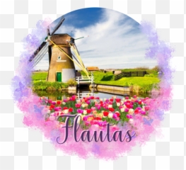 Download Hd - Ancient Sanctaphandri Proverb Tulip Windmill Field Of Flowers With Windmill Png,Farm Png