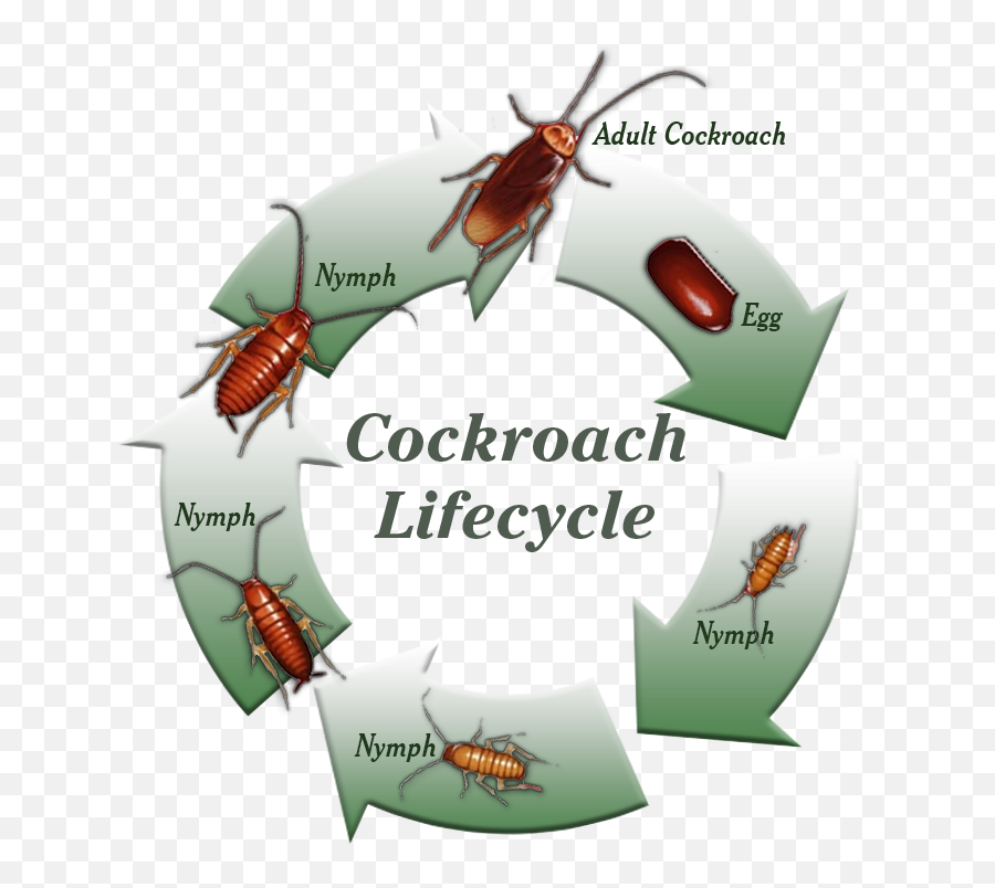 Cockroaches - Greenshield Pest Control Diagram Cockroach Life Cycle Png,Cockroach Transparent