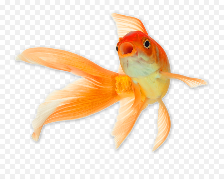 Goldfish Png - Transparent Background Gold Fish Png,Goldfish Transparent Background