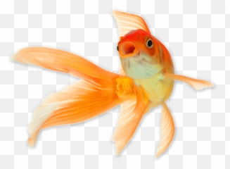 Goldfish Png - Transparent Background Fish Png