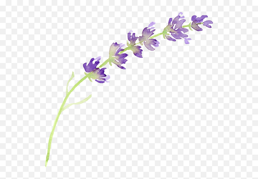 Watercolor Lavender Transparent Png - Transparent Lavender Clip Art,Lavender Png