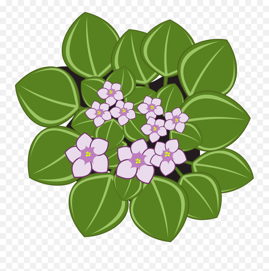 Download Free Png African Violets - African Violet Flower Clipart Png,Violets Png