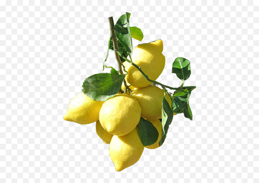 History And Facts About The Amalfi Coast Lemons - Agrumia Sweet Lemon Png,Lemons Png